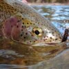 Top 12 Nymphs For Trout // Deadly Dozen Assortment