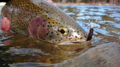 Top 12 Nymphs For Trout // Deadly Dozen Assortment
