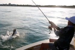 Daiwa BG Spinning Reel -Fishing Shop Daiwai BG Spinning Reel 3